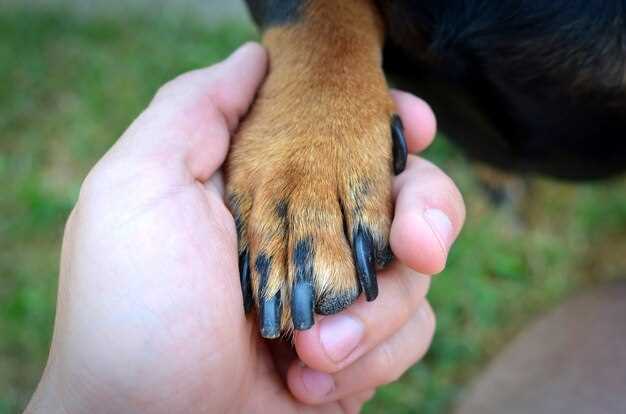 Лечение черных точек на коже у собаки