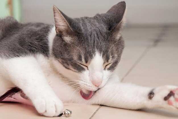 Глисты у кошек: виды и фото вариаций паразитов