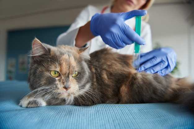Лечение аллергии на шерсть кошек