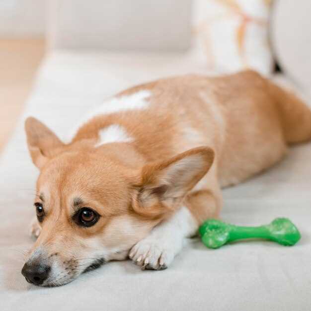 Симптомы глистной инфекции у собак