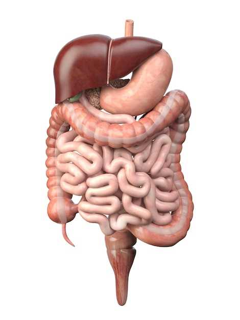 Место и функции желудка в организме человека