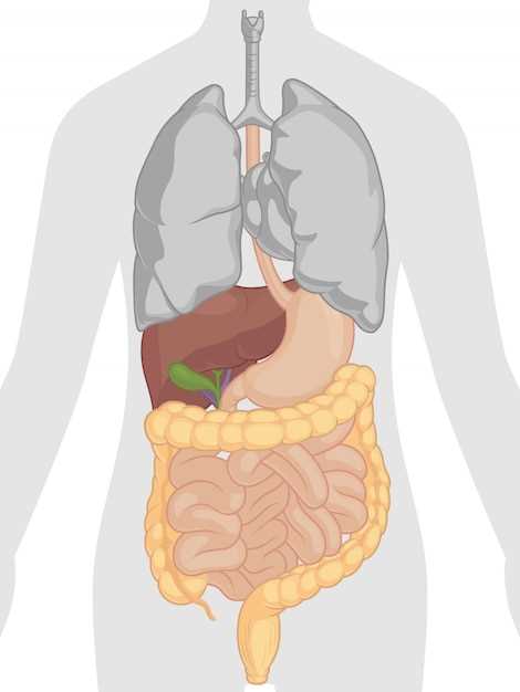 Сфинктер между пищеводом и желудком: функции и название